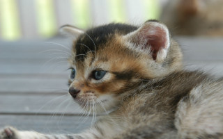 Blue eyed kitten wooden floor - a wooden floor free wallpaper