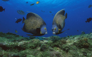 Fish ocean floor algae sponges - a jigsaw puzzle free wallpaper for desktop
