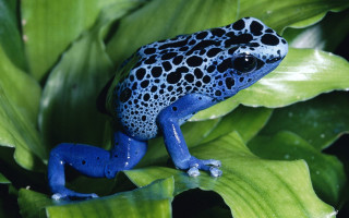 Blue black frog green leaf 2 - real life skin free wallpaper