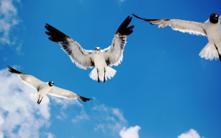 Three birds flying blue sky 5 - daphne mcclure free wallpaper