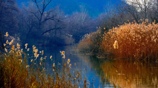 Lake forest autumn fireworks night - a few bird free wallpaper