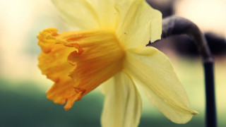 Yellow flower black stem macro - a yellow flower free wallpaper