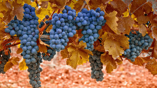 Grapes vineyard autumn leaves reddirt - a bunch of grapes free wallpaper