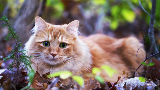 Sad cat leaves grass bokeh - impressionism free wallpaper