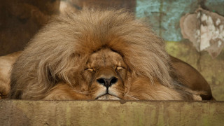 Lion resting ledge wall wildlife - a ledge free wallpaper