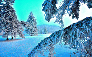 Snowy landscape trees blue sky - a snowy landscape free wallpaper