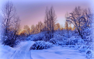 Snowy road trees sky winter - sky in the background free wallpaper