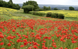 Red flower field hill trees - impressionist free wallpaper