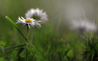 Daisy field grass weeds blurry - a single daisy free wallpaper