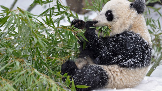 Panda bamboo snow falling night - bian jingzhao free wallpaper