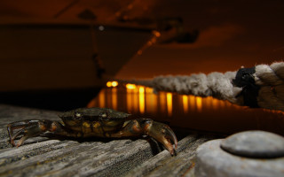 Crab wooden table rope rock - bascove free wallpaper
