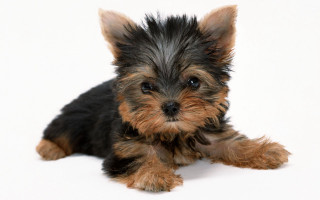 Small dog puppy white background - puppy free wallpaper