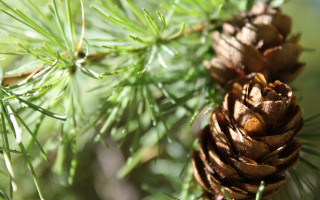 Pine cone water droplets macro - a pine cone free wallpaper