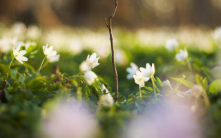 Flower butterfly daisy lily bokeh - a blurry background of flowers free wallpaper