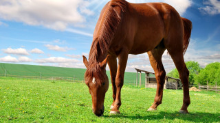 Horse grazing barn blue sky - a barn in the background free wallpaper