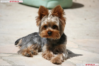 Small dog stone floor green - a small dog free wallpaper