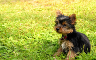 Small dog sad grass looking - a small dog free wallpaper