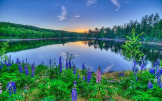 Lake flowers trees sunset clouds - akseli gallenkallela free wallpaper