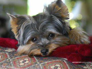 Small dog red blanket couch - a small dog free wallpaper