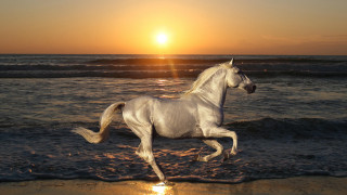 White horse running beach sunset - a white horse free wallpaper