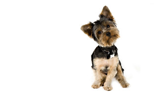 Small dog white surface black - verdadism free wallpaper