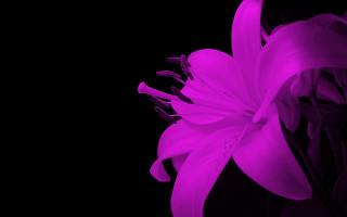 Purple flower dark black background - ella guru free wallpaper