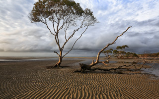 Fallen tree sand water clouds - australian tonalism free wallpaper for desktop