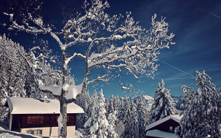 Snow covered tree house blue - tree in front free wallpaper