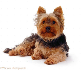 Small dog black collar laying - a black collar free wallpaper