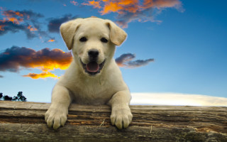 Dog log clouds autumn beach - a stock photo free wallpaper