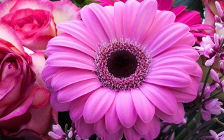 Pink flower closeup floral background - other flower free wallpaper
