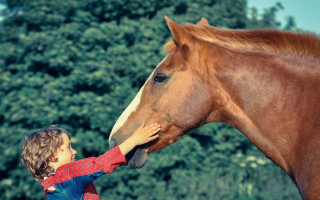 Boy petting horse nose blurry - a young boy free wallpaper