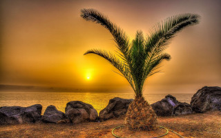 Palm beach sunset rope art - arthur sarkissian free wallpaper
