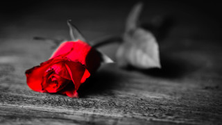 Red rose wooden table ambient - a leafy plant free wallpaper