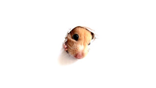 Hamster peeking hole wall chippy - chippy free wallpaper