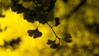 Branch leaves yellow background blurry - a yellow sky in the background free wallpaper