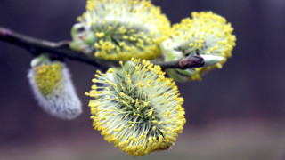 Tree branch yellow flowers macro - a close up of a tree branch free wallpaper