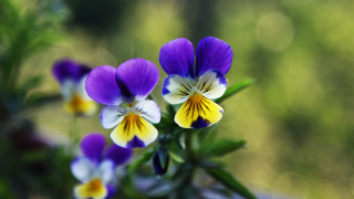 Purple yellow flower bokeh macro - a group free wallpaper