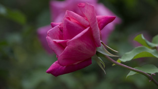Pink rose garden blurry background - a pink rose free wallpaper
