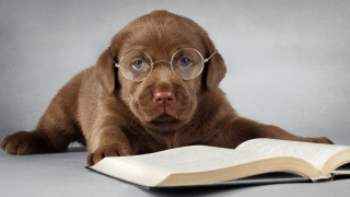 Puppy glasses reading book cute 2 - a bookmark free wallpaper
