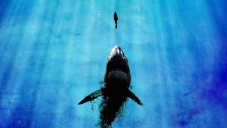 Shark ocean person night starry - a shark swimming in the ocean free wallpaper