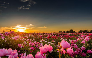 Flower field sunset clouds pink - a field of flowers free wallpaper