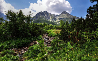 Stream forest mountains nature sky - a stream free wallpaper