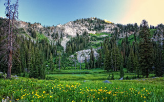 Mountain meadow trees blue sky - a blue sky in the background free wallpaper for desktop
