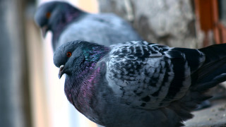 Pigeons ledge window sill constructivism - constructivism free wallpaper