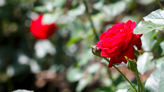 Red rose garden bokeh macro 3 - a red rose free wallpaper