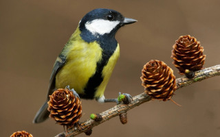 Bird perched branch pinecones brown 2 - corneille free wallpaper