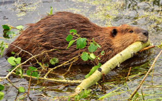 Beaver branch water vegetation ecological - a stick free wallpaper