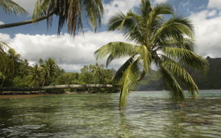 Palm tree water mountain river - palm tree free wallpaper