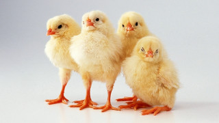 Three chickens gray background white - institutional critique free wallpaper